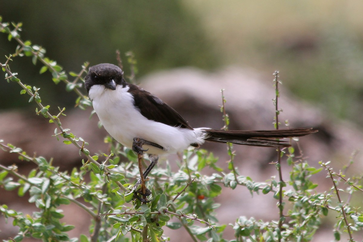 Long-tailed Fiscal - ML58426651