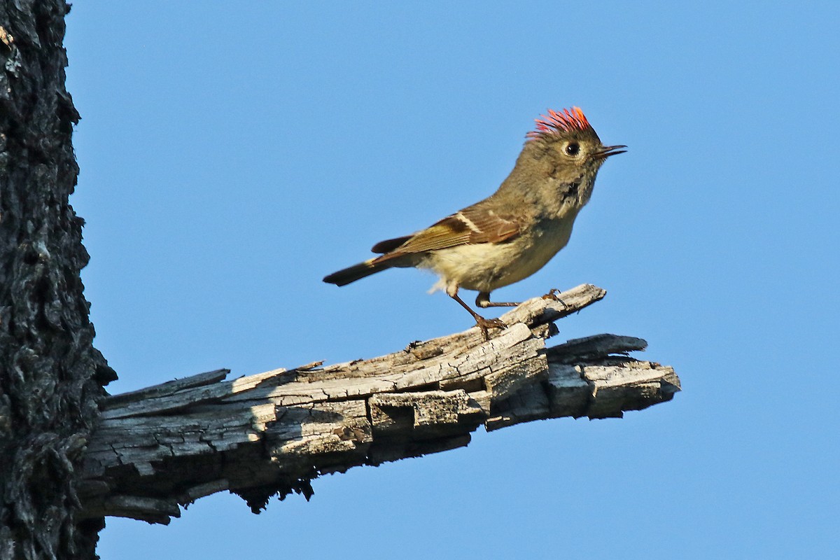 Roitelet à couronne rubis - ML584266601