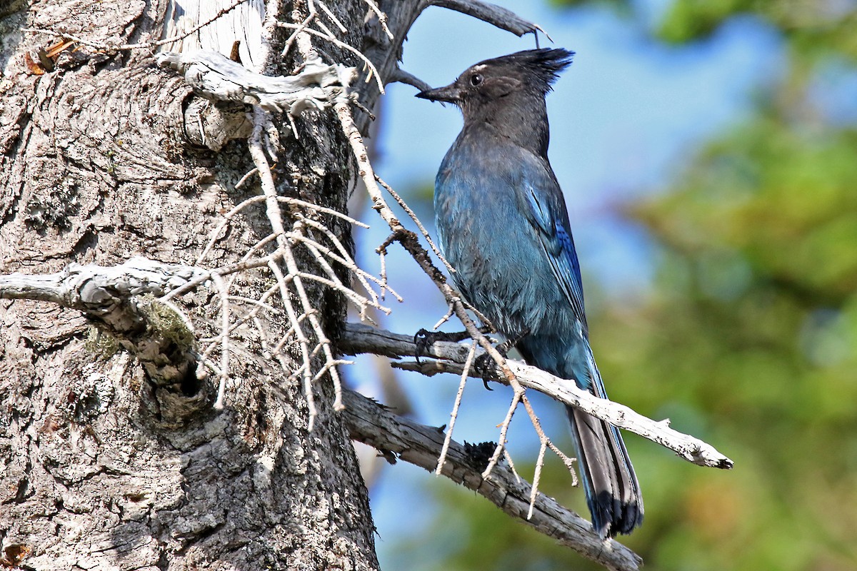 Steller's Jay - ML584266891