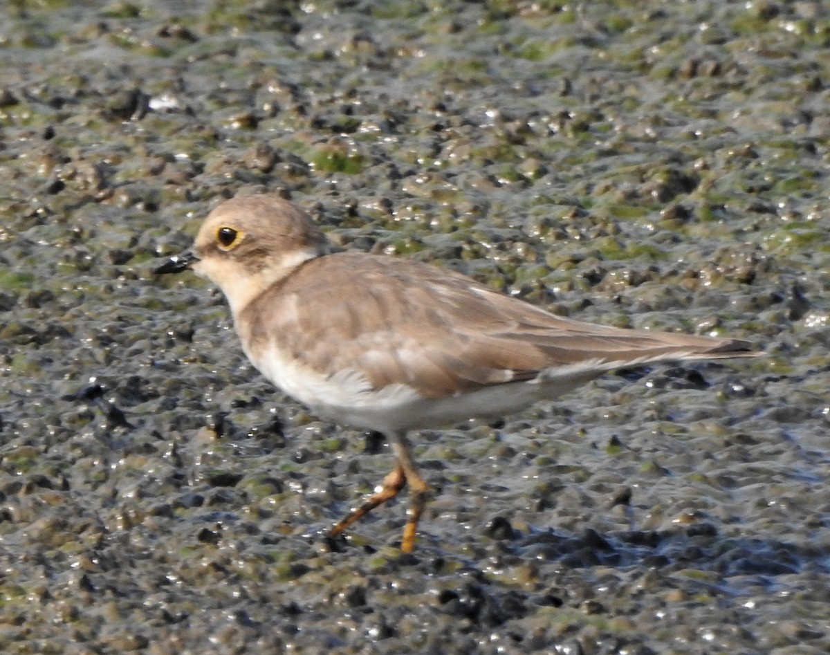 Little Ringed Plover - ML584267331