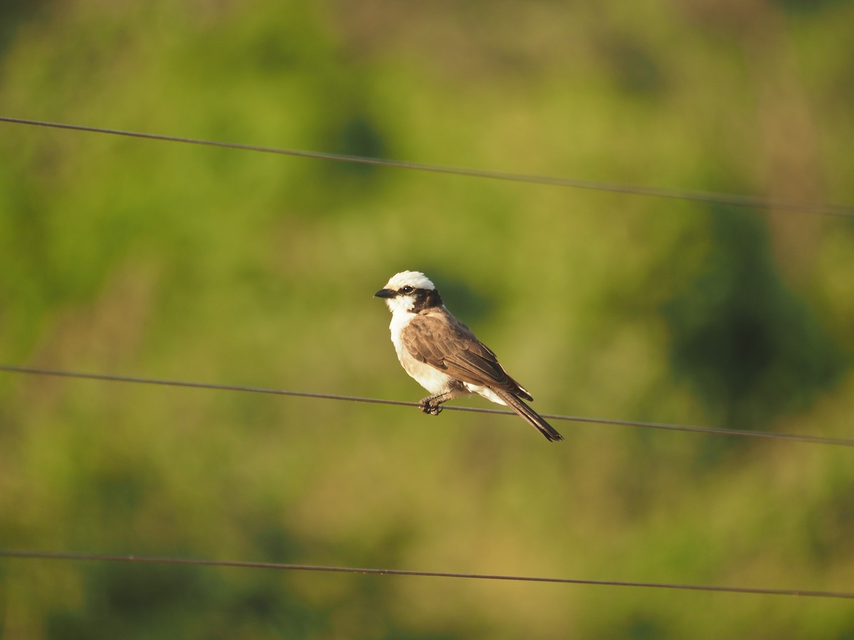 White-rumped Shrike - ML584267751