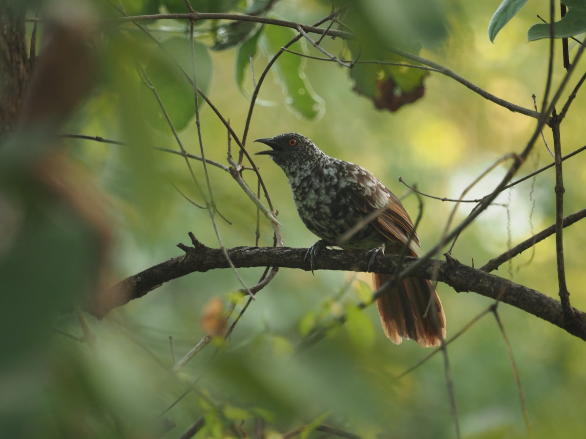 Hinde's Pied-Babbler - Adrian Hinkle