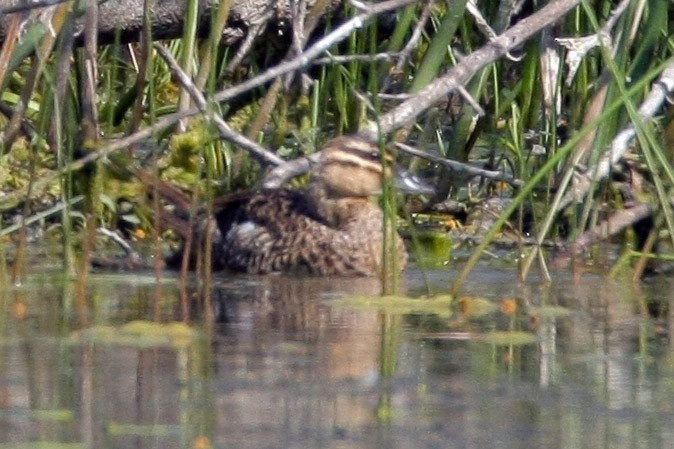 Masked Duck - ML58426791