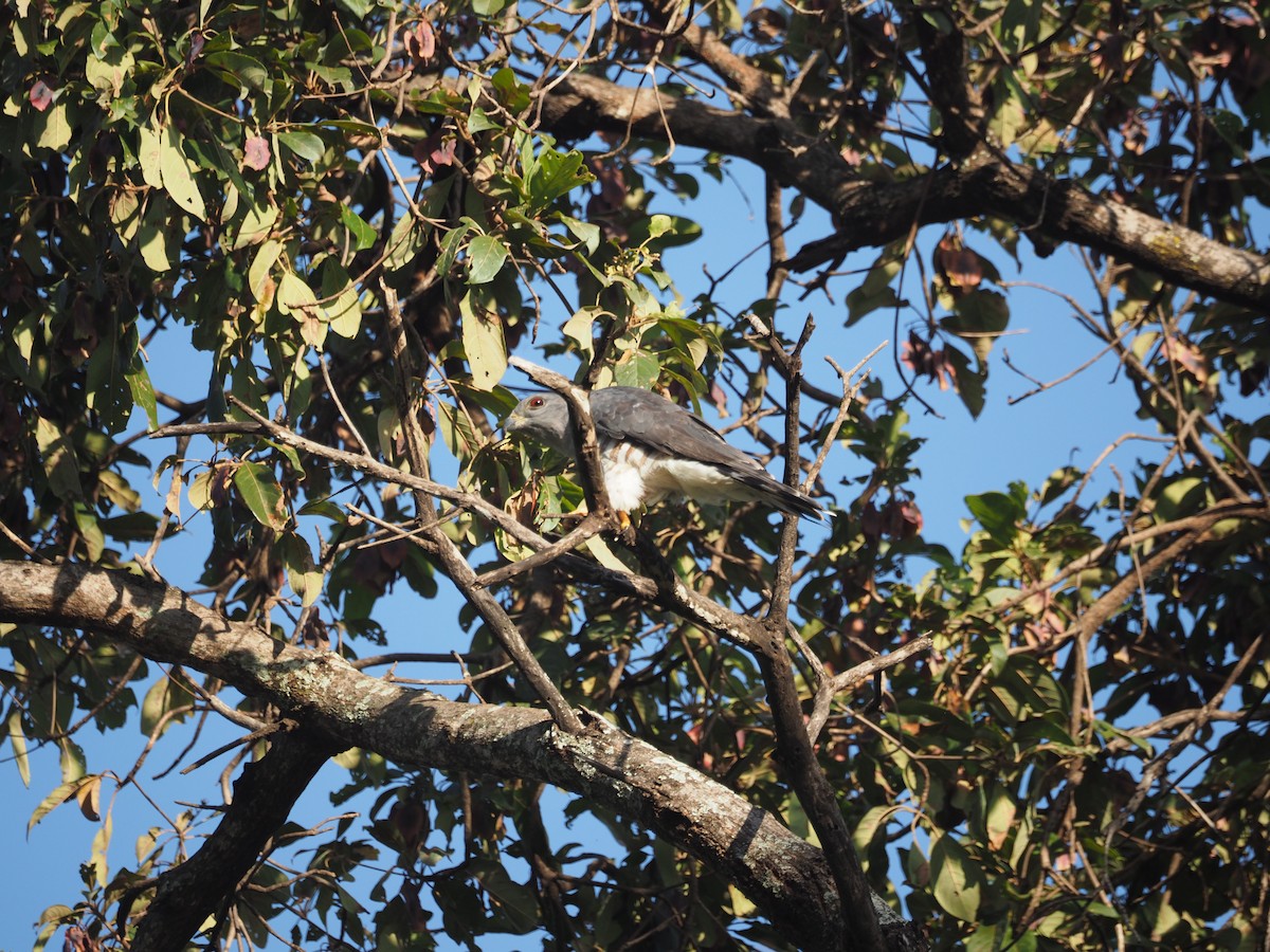 African Cuckoo-Hawk - ML584268241