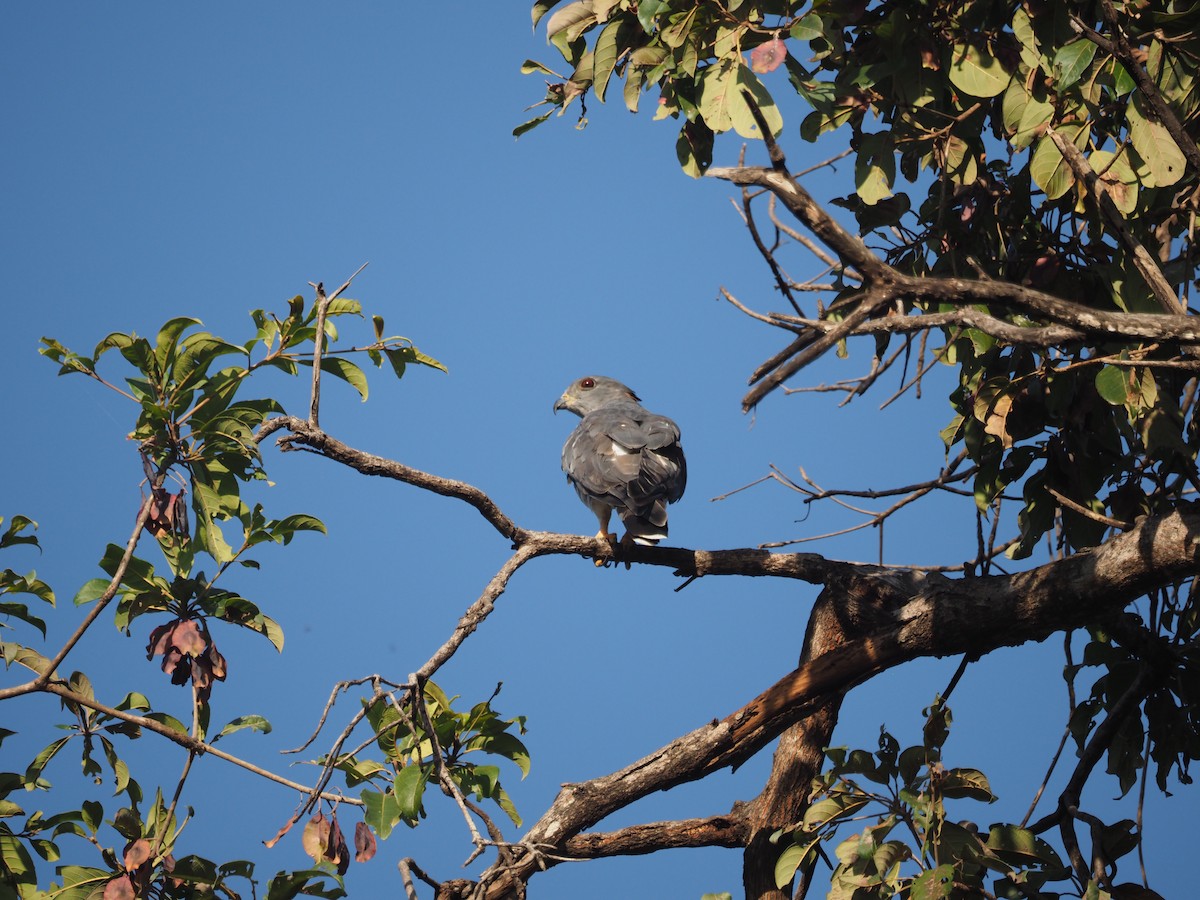 African Cuckoo-Hawk - ML584268261