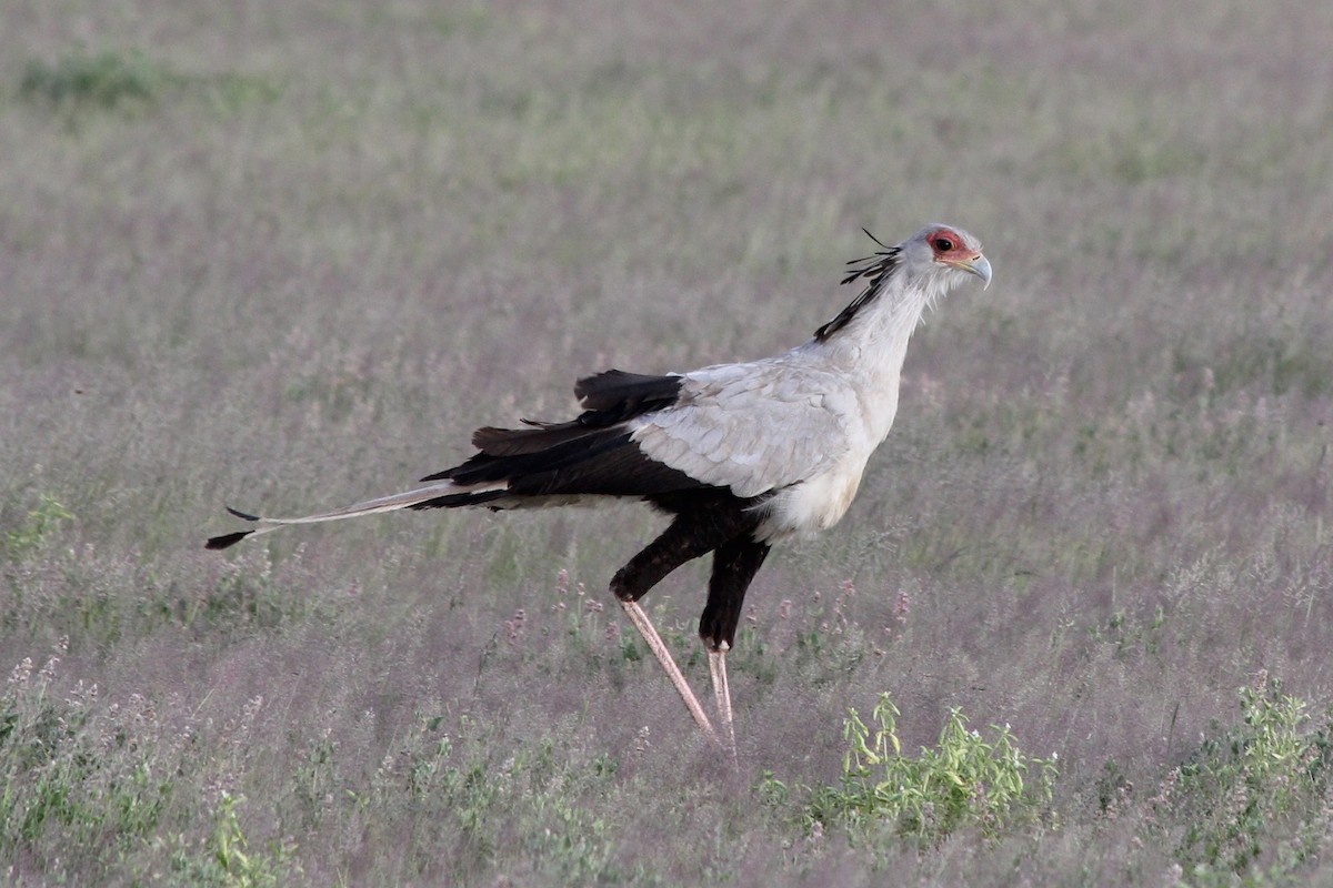 Secretarybird - ML58426841