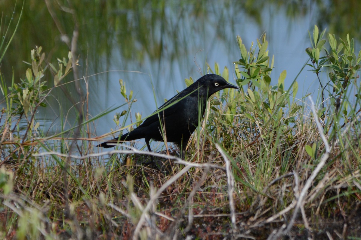 Rusty Blackbird - ML584269401