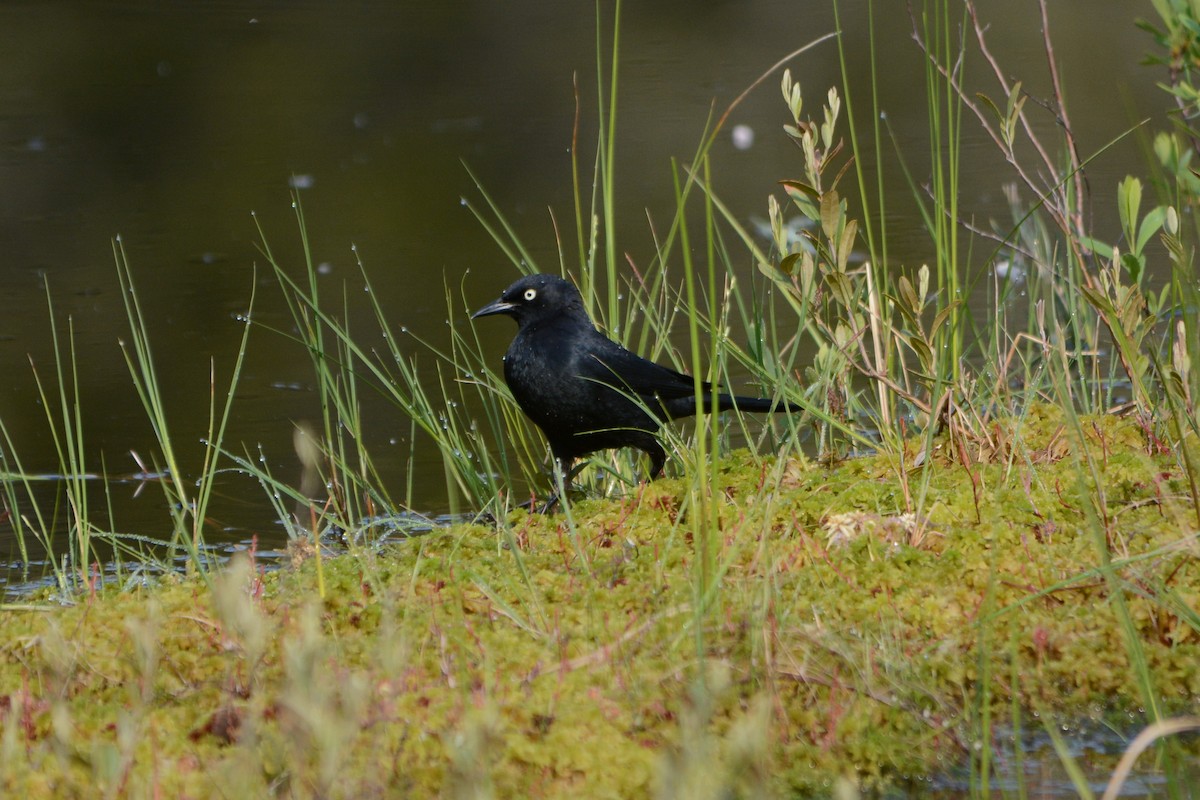 Rusty Blackbird - ML584269421