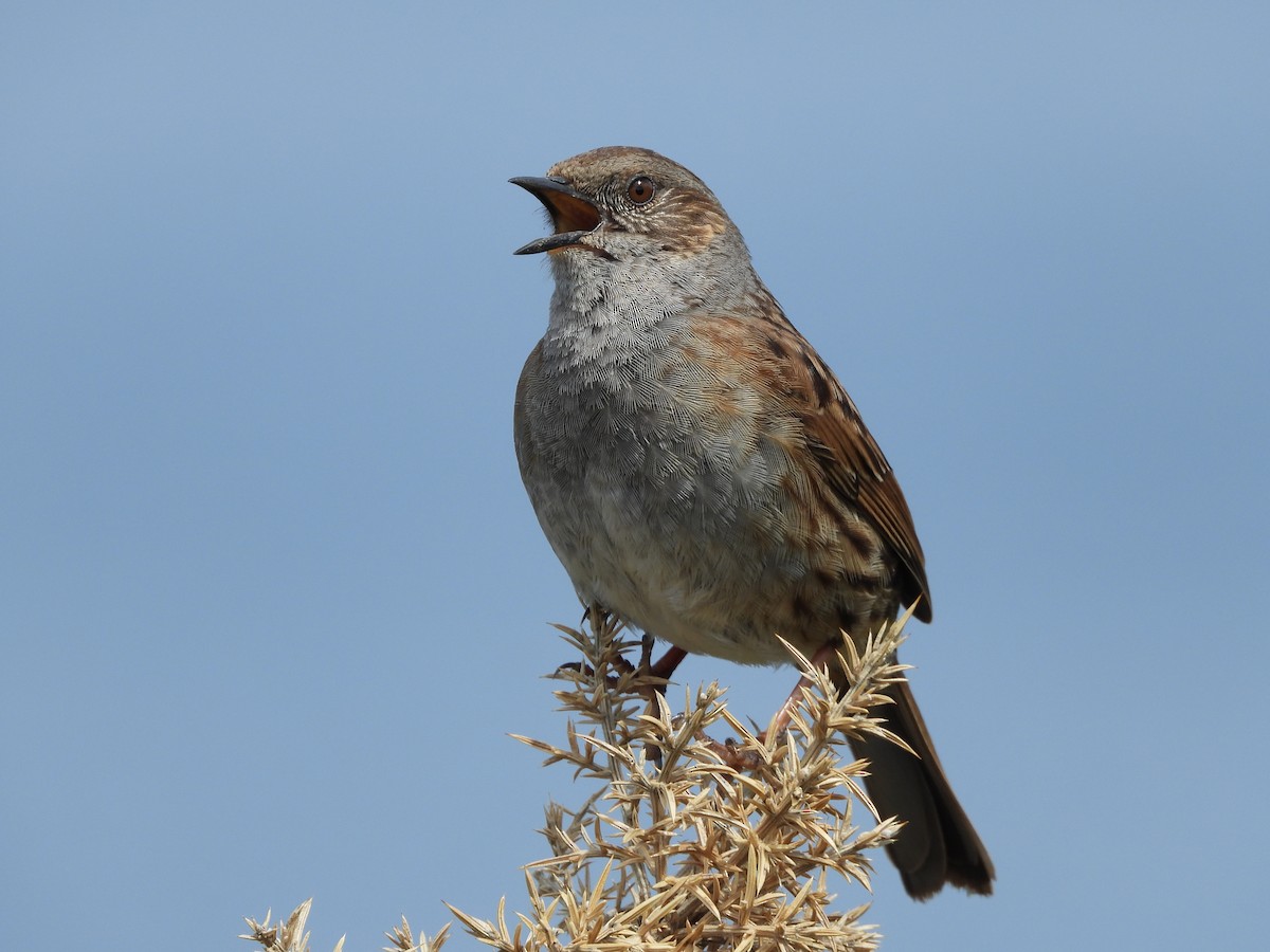 Dunnock - ML584269521