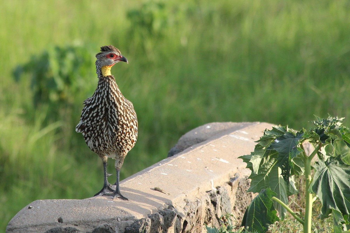Yellow-necked Spurfowl - Janelle Morano