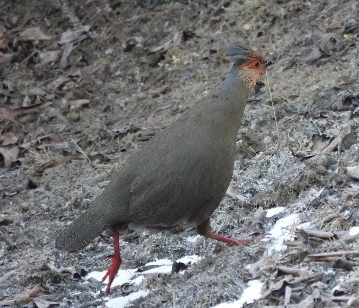 Blood Pheasant - ML584271181