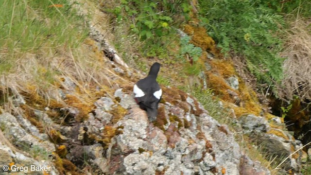 Pigeon Guillemot - ML584271771