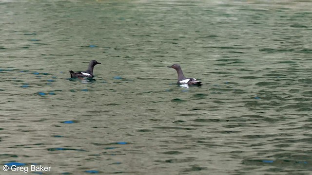 Pigeon Guillemot - ML584271781