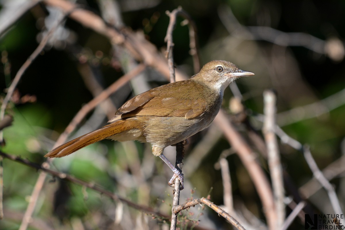 Terrestrial Brownbul - Marc Cronje- Nature Travel Birding