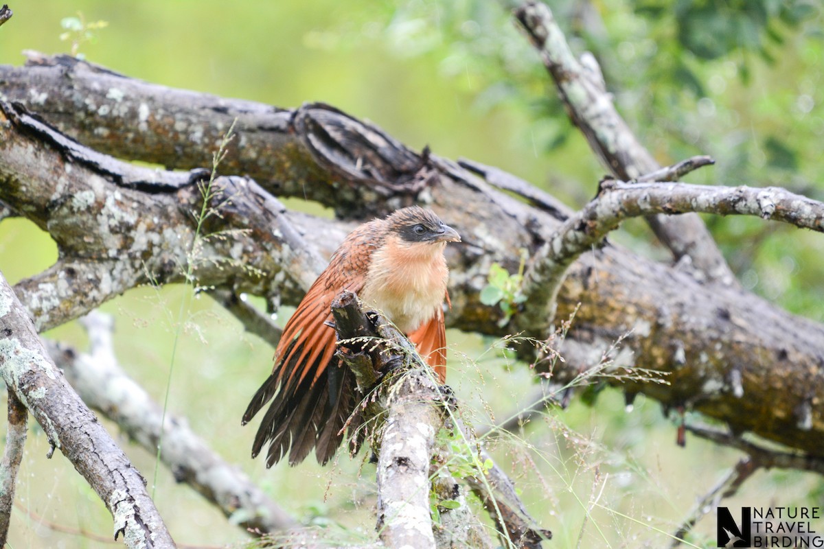 White-browed Coucal - ML584273571