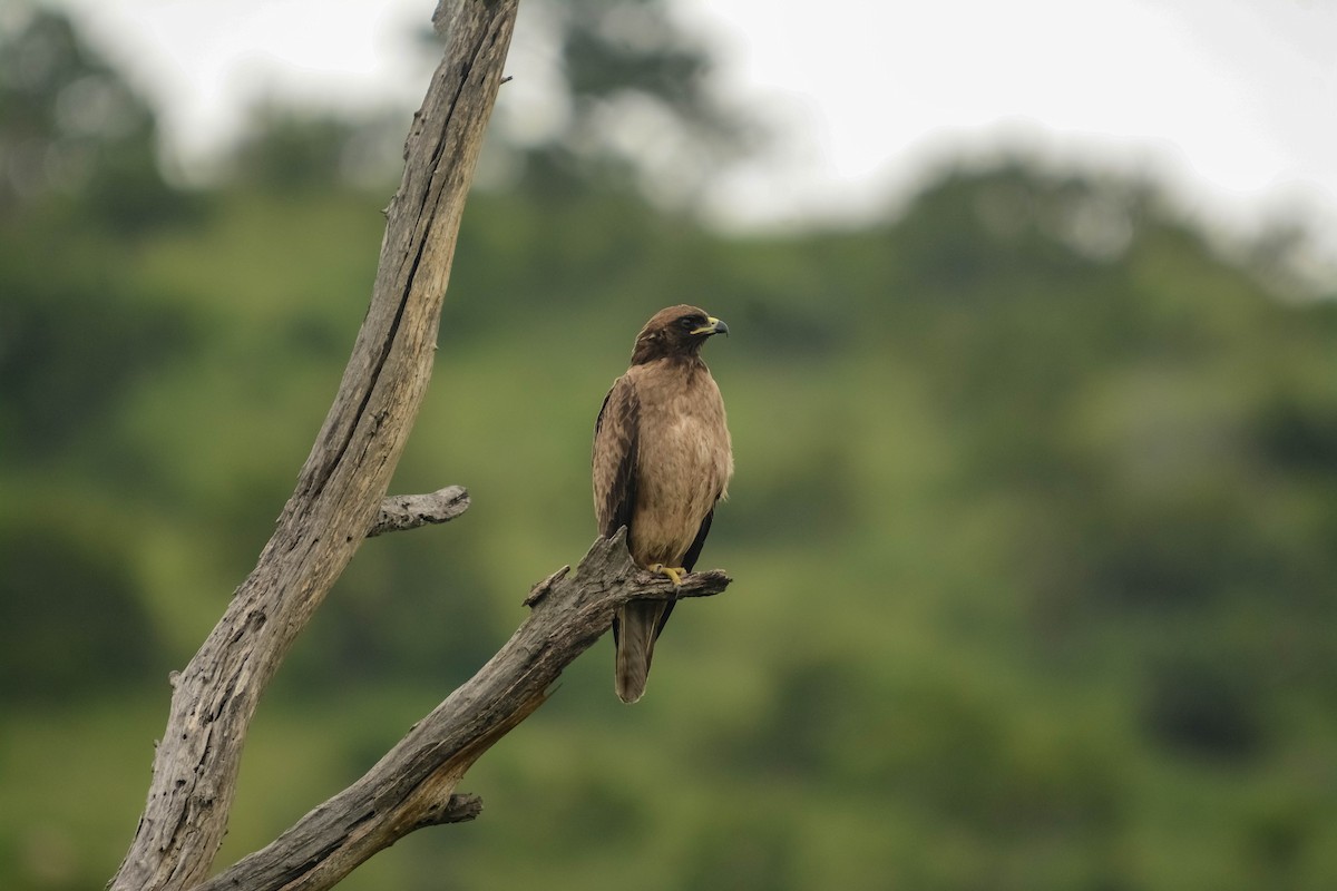 Wahlberg's Eagle - ML584273771