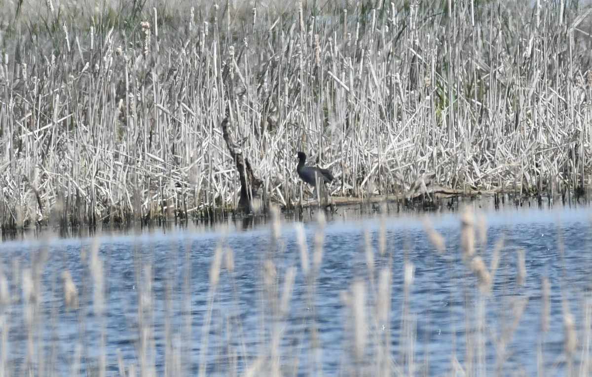 Foulque d'Amérique - ML584273781