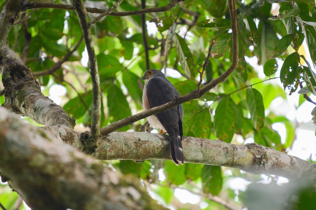 Little Sparrowhawk - Marc Cronje- Nature Travel Birding