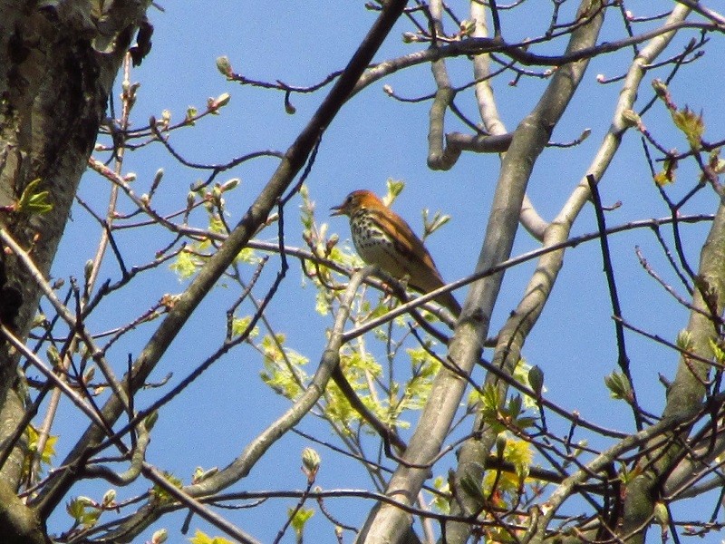 Wood Thrush - ML58427391