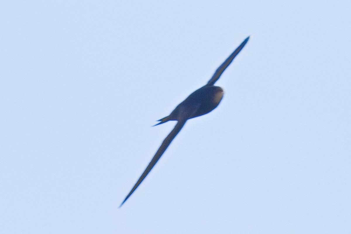 Common Swift - ML584273941