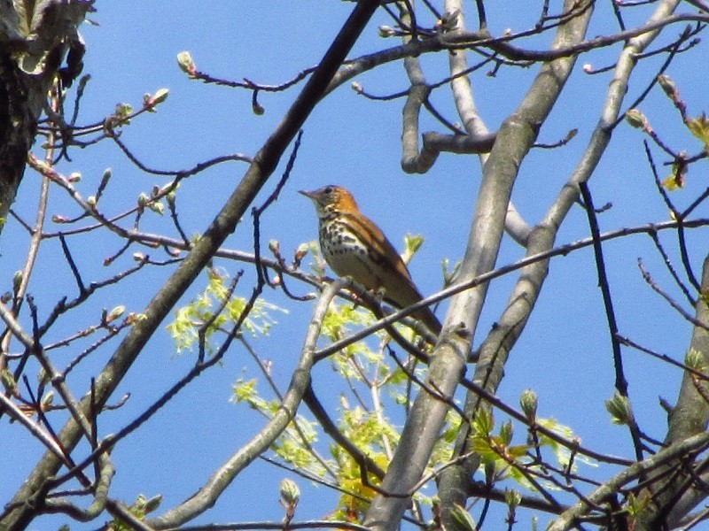 Wood Thrush - Barbara Taylor