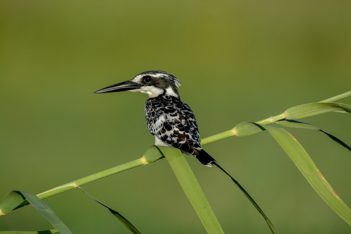 Pied Kingfisher - Marc Cronje- Nature Travel Birding