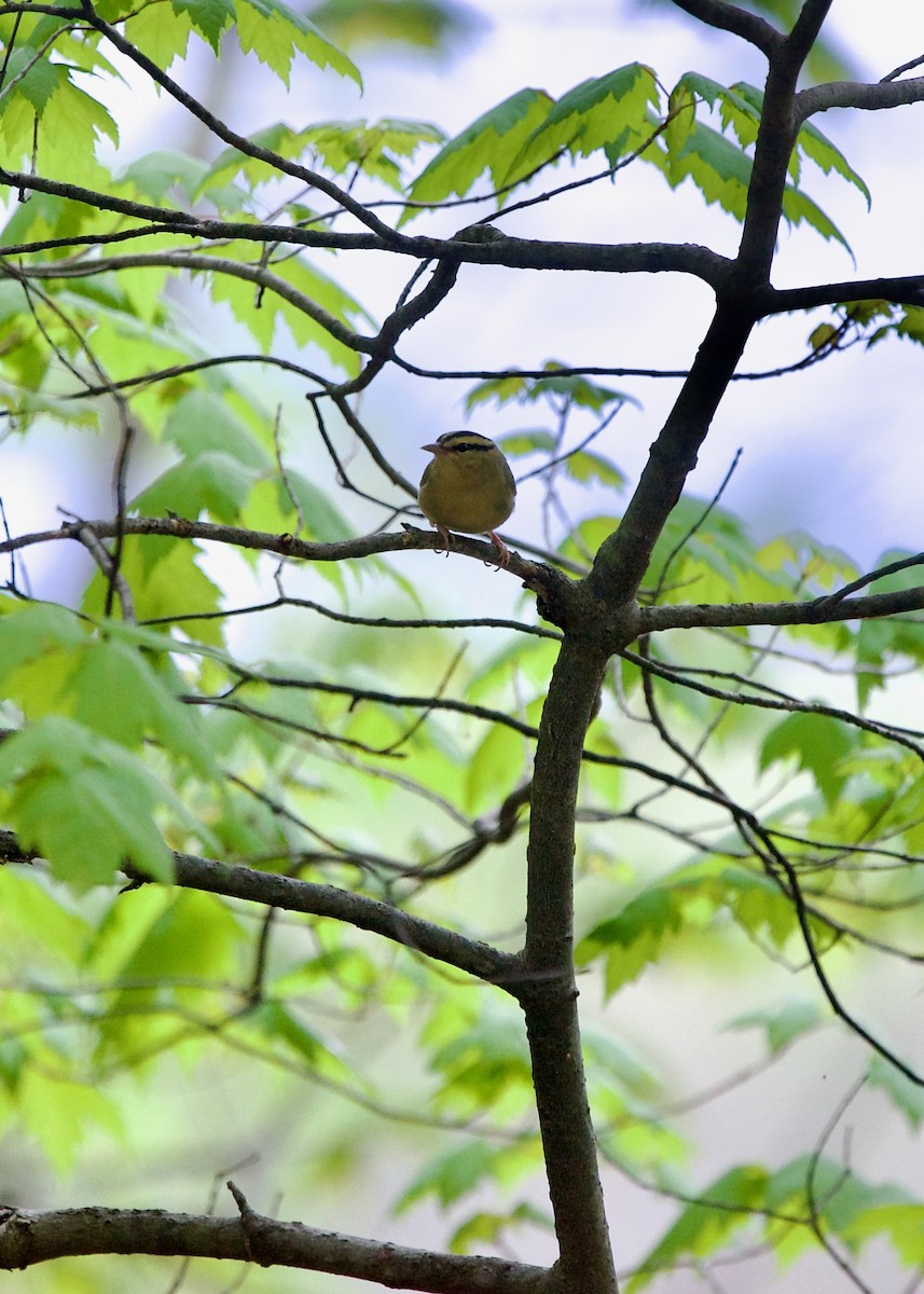 Worm-eating Warbler - Jon Cefus