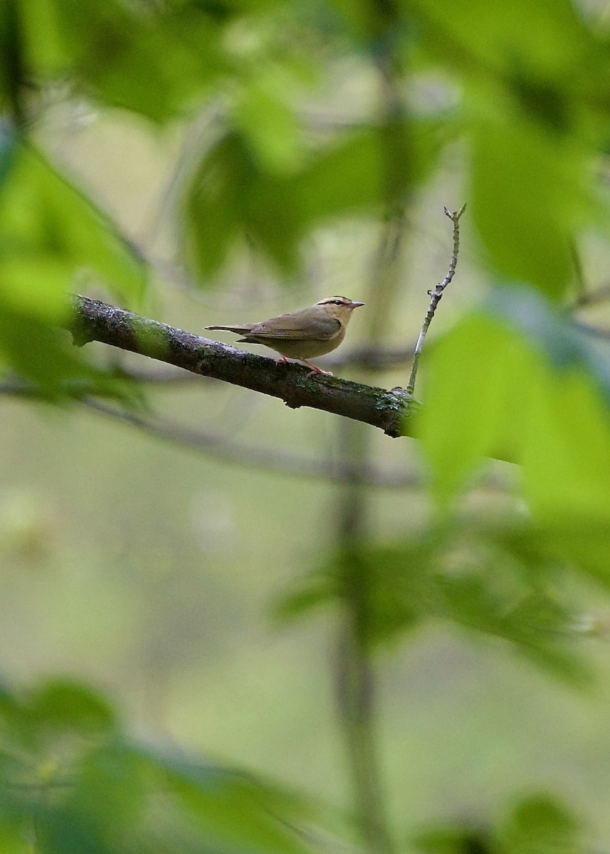 Пісняр-борсучок - ML584274531