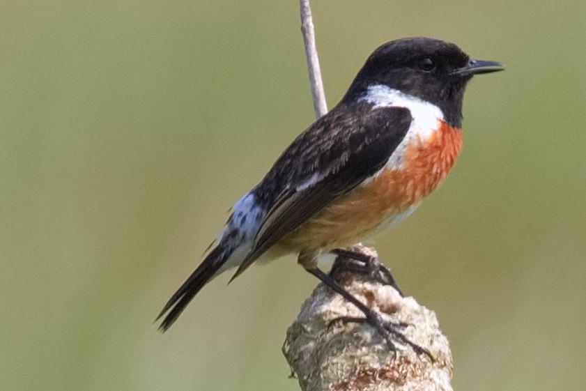 European Stonechat - ML584274551