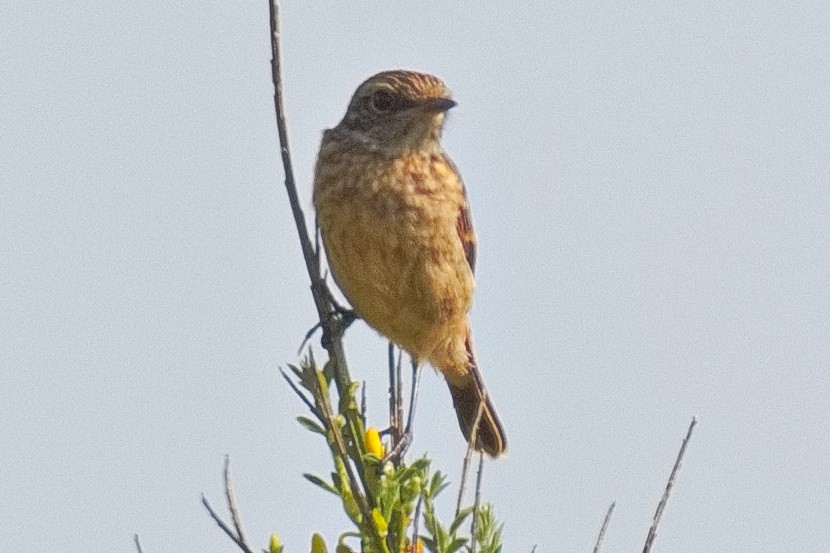 European Stonechat - ML584274611