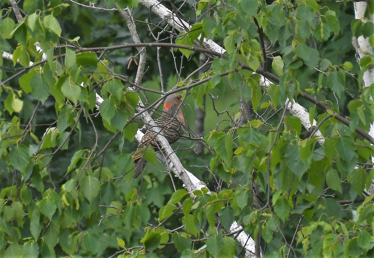 Northern Flicker (Yellow-shafted) - ML584274841