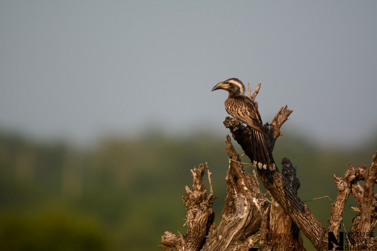 African Gray Hornbill - ML584274941