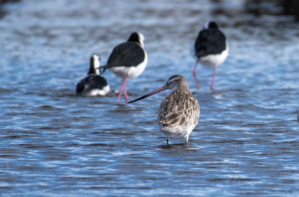 Bar-tailed Godwit - ML584276061