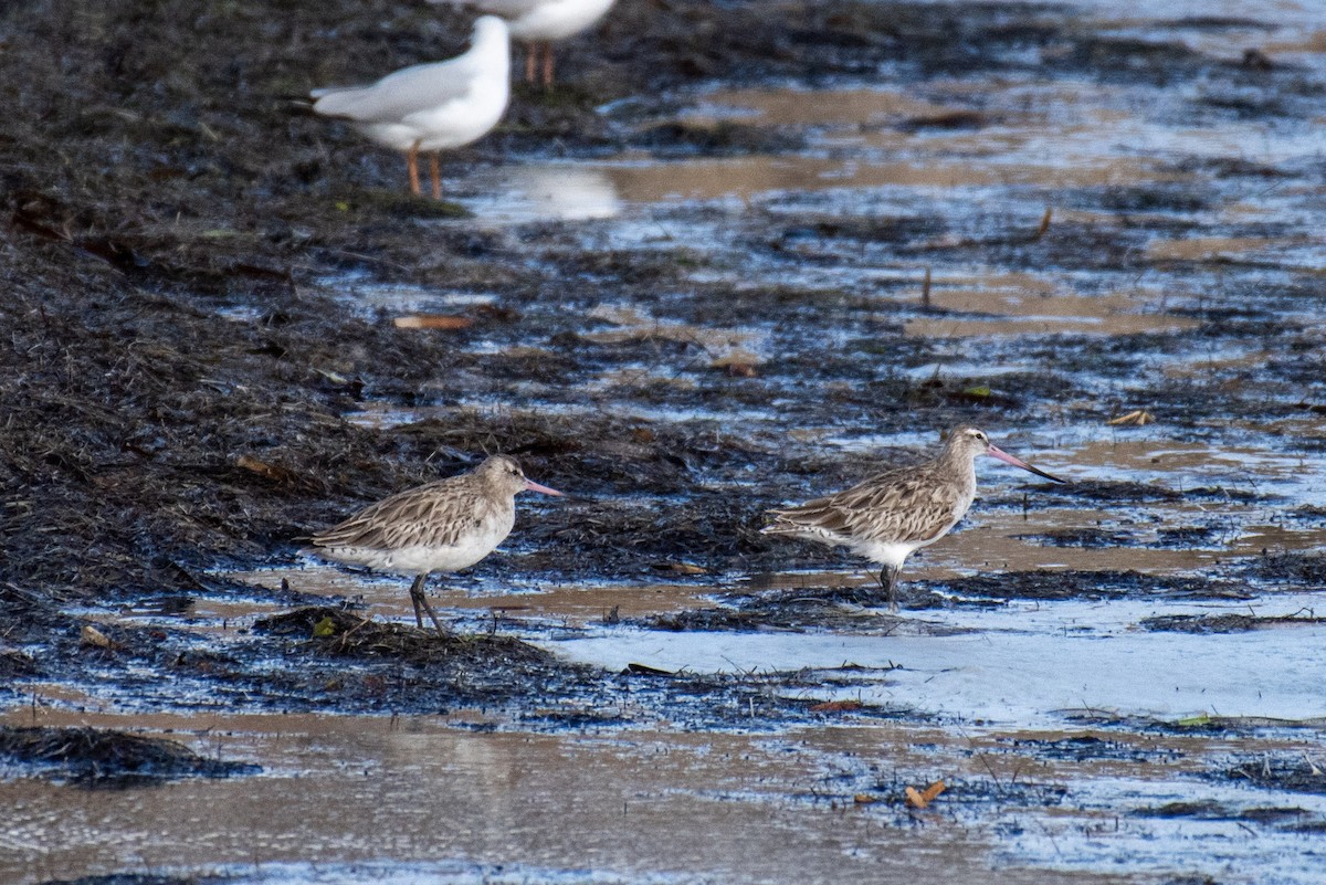 Bar-tailed Godwit - ML584276281