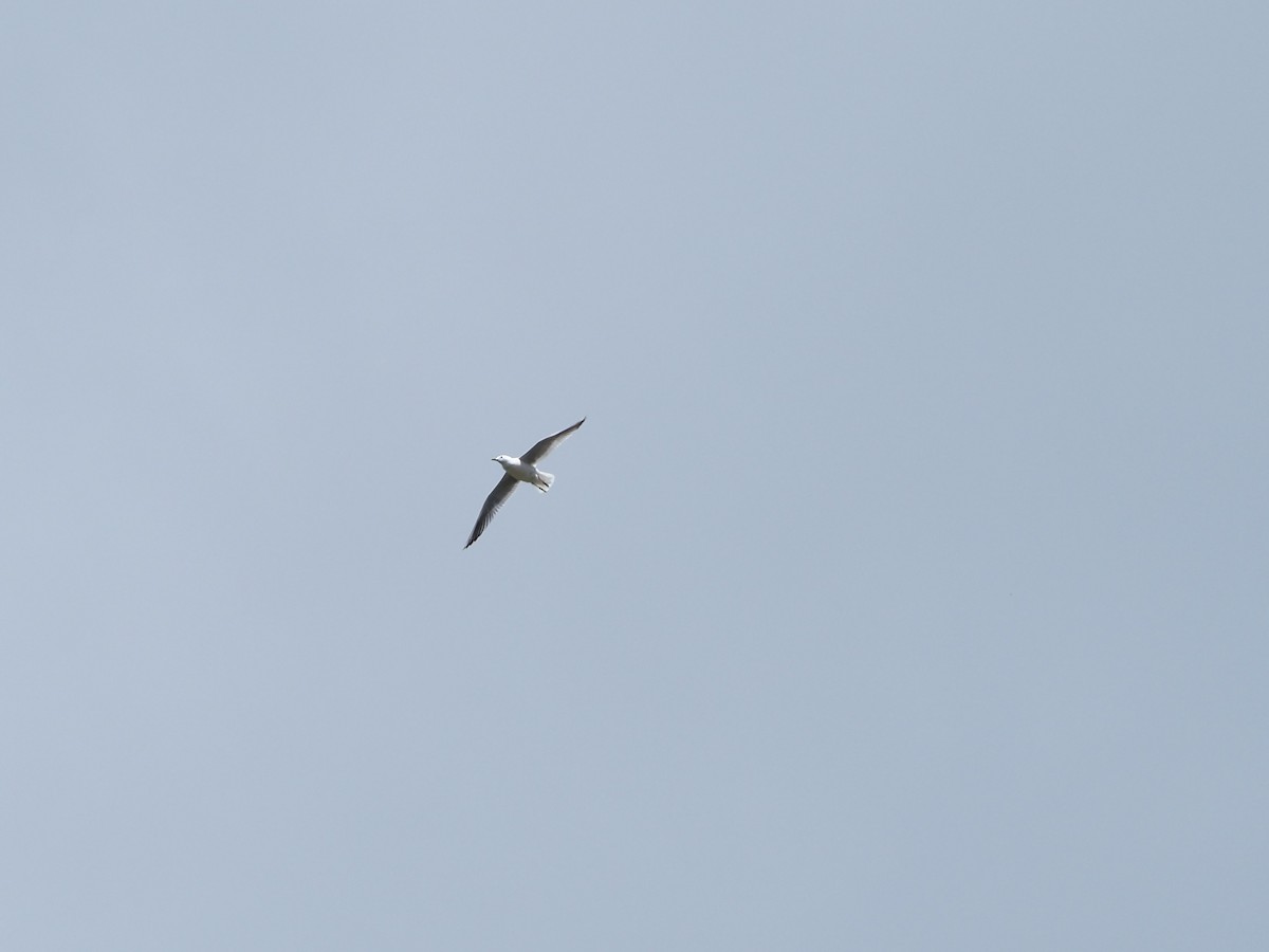 Slender-billed Gull - ML584278331