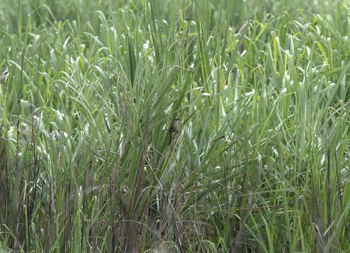 Slender-billed Babbler - ML584278401