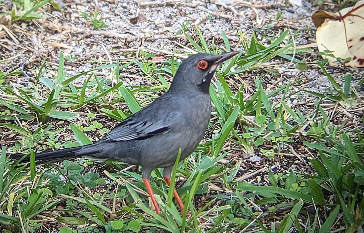 Red-legged Thrush - ML584278591