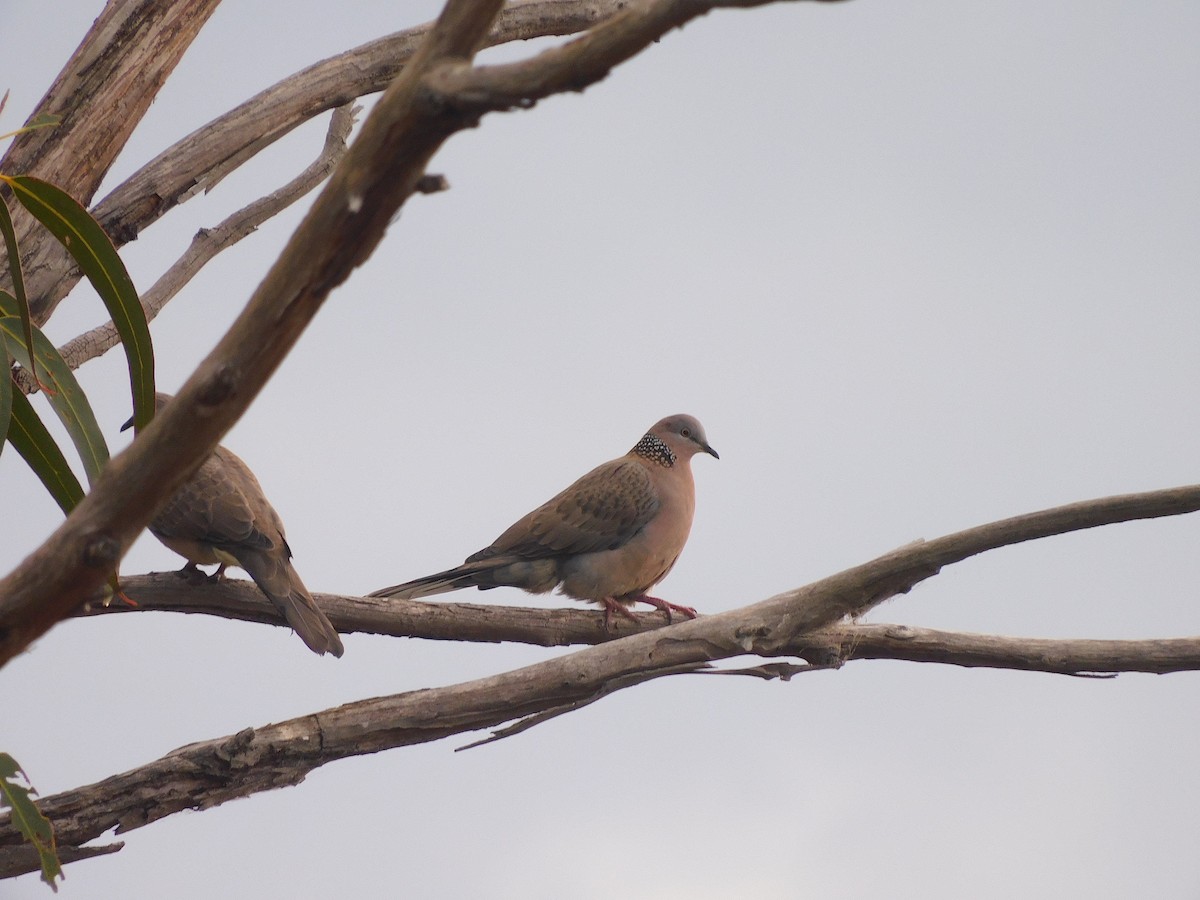 Spotted Dove - ML584278811