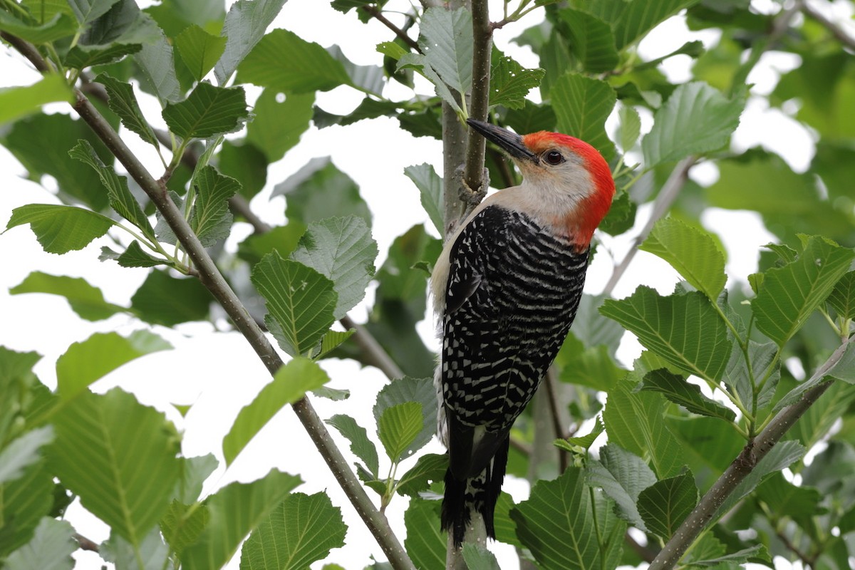 Red-bellied Woodpecker - ML584279471