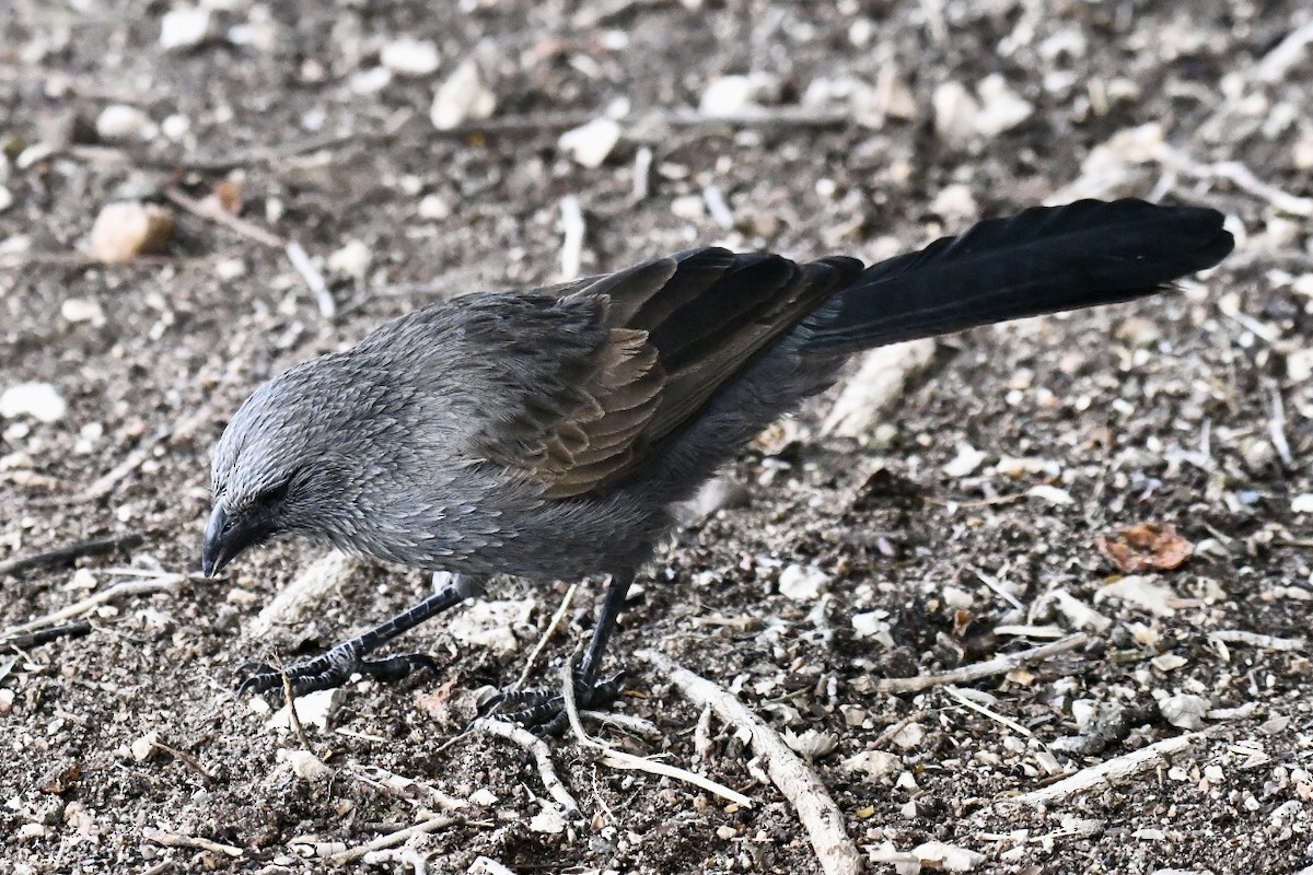 Apostlebird - Russell Waugh