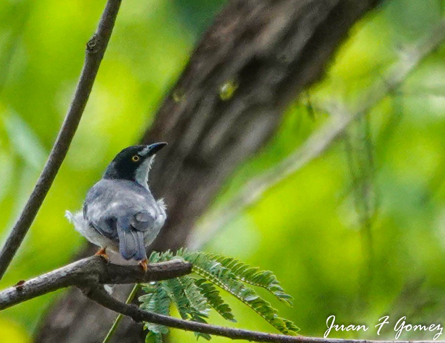 Hooded Tanager - Juan Fernando Gomez Castro