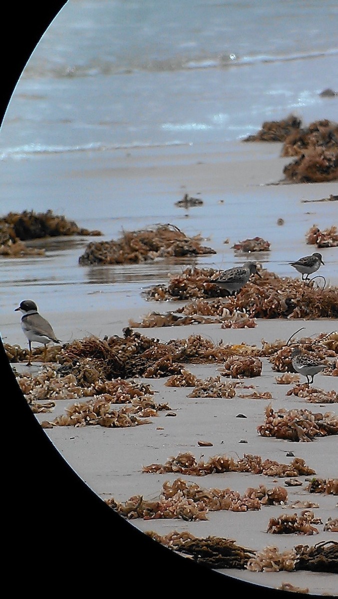 White-rumped Sandpiper - ML58428051