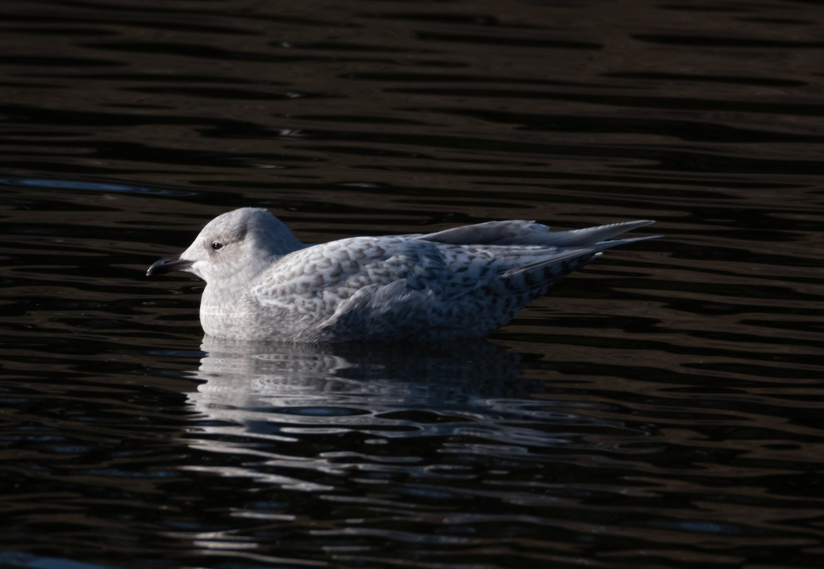 Goéland arctique - ML584281941