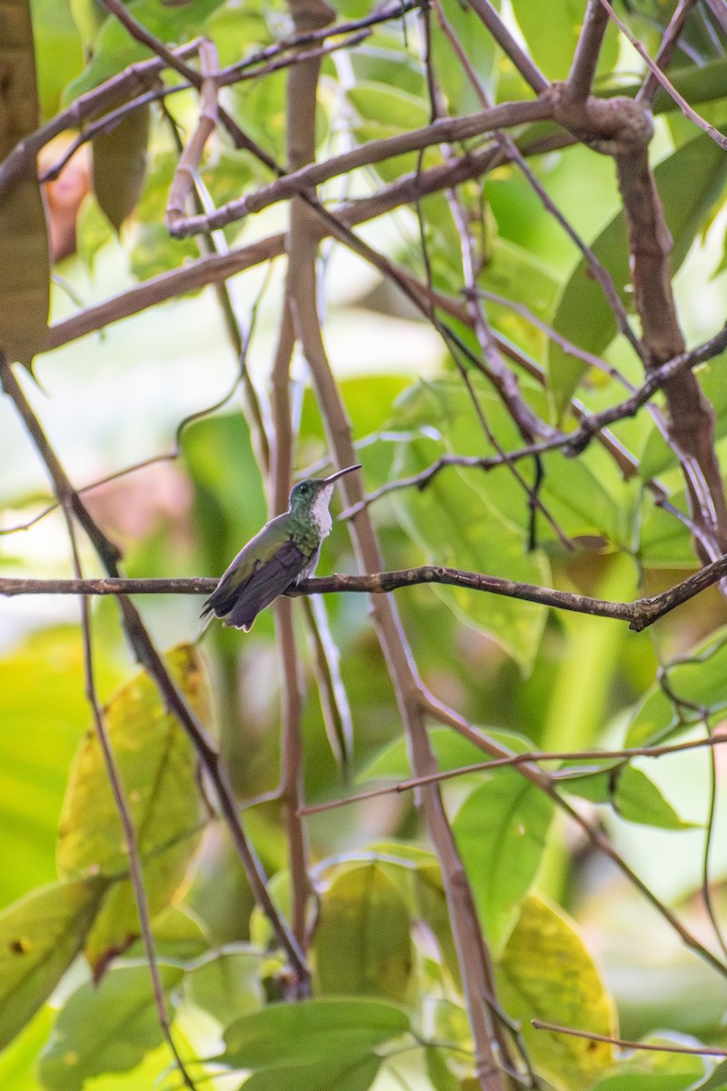 Plain-bellied Emerald - Marney Queiroz