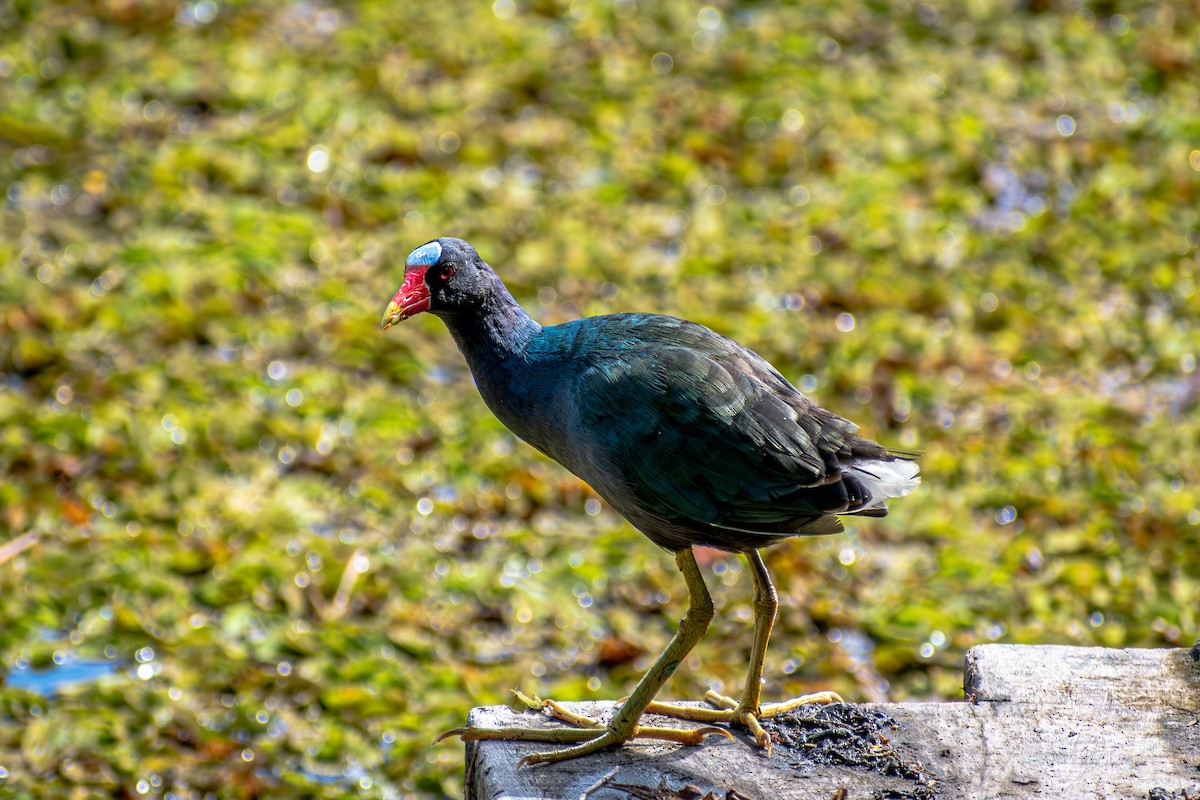 Purple Gallinule - Marney Queiroz