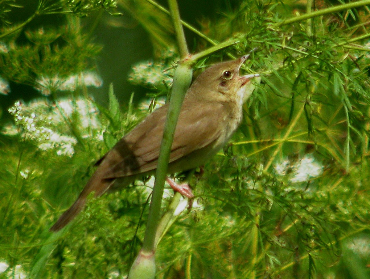 River Warbler - Stephen and Felicia Cook