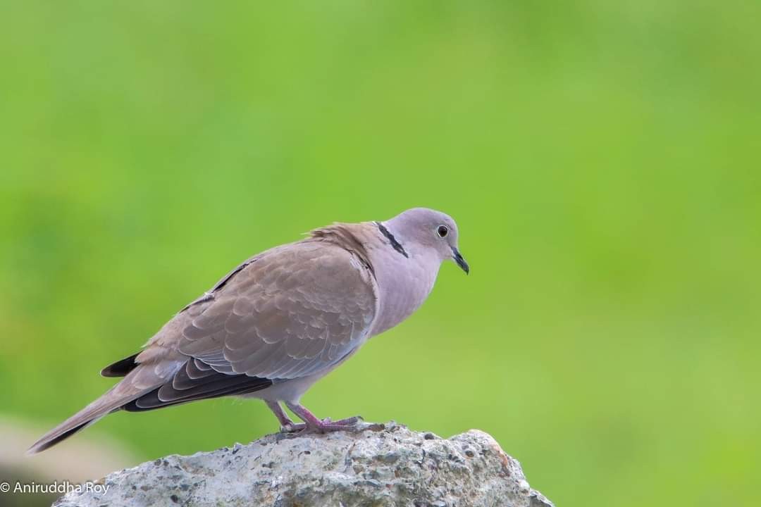 Eurasian Collared-Dove - Aniruddha  Roy