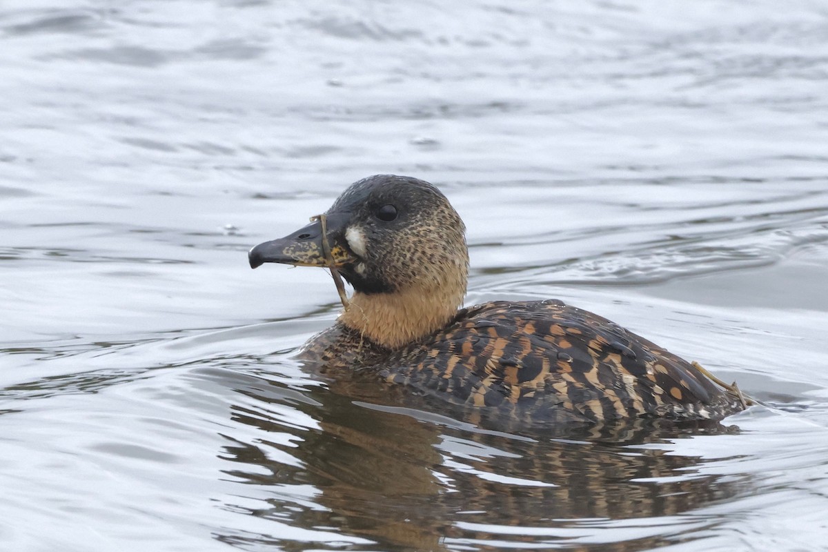 White-backed Duck - ML584285281