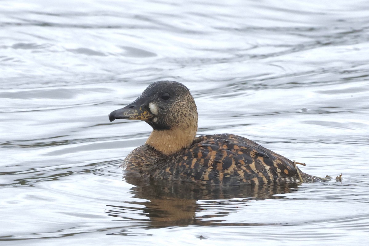 White-backed Duck - ML584285301