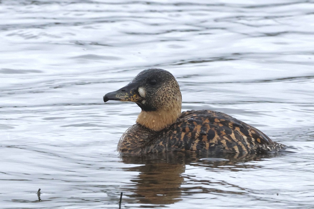 White-backed Duck - ML584285311